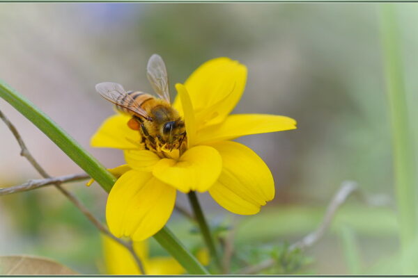 The Link Between Mulch Types and Bee Nesting Behavior