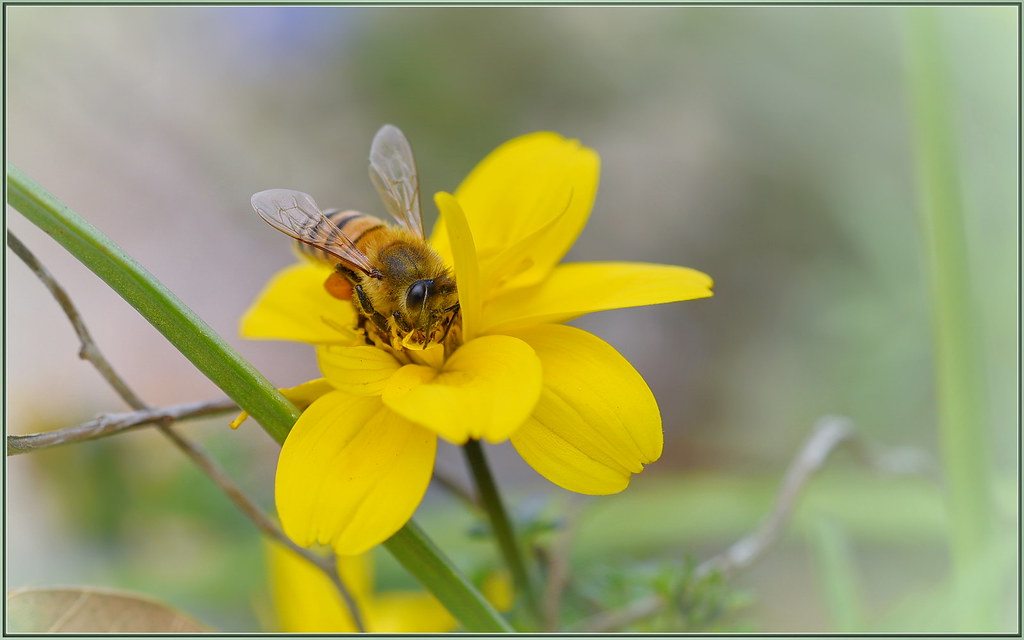 The Link Between Mulch Types and Bee Nesting Behavior