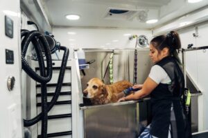 Top Mobile Pet Groomers in Riverview