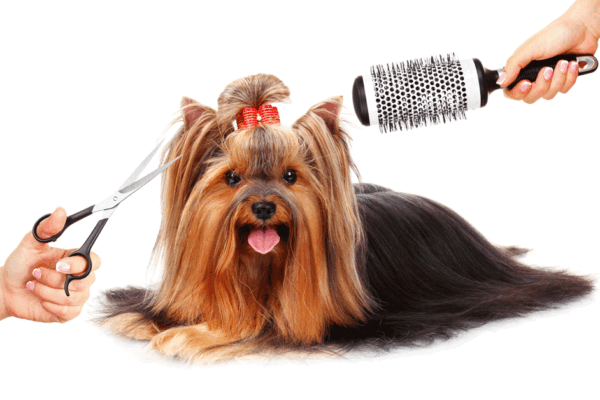 Dog Grooming