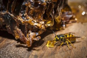 Wasp exterminator Calgary
