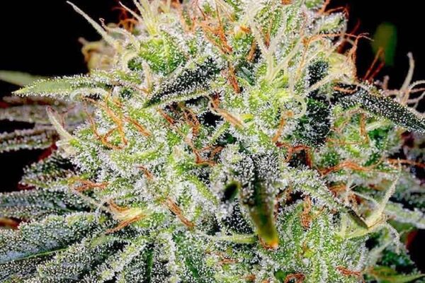 Fat Bastard Feminized Seeds