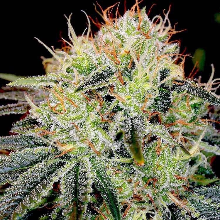 Fat Bastard Feminized Seeds