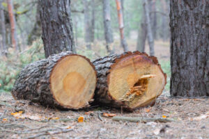 Affordable Tree Felling Blackpool
