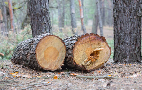 Affordable Tree Felling Blackpool