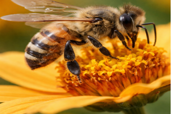 Bee removal Melbourne