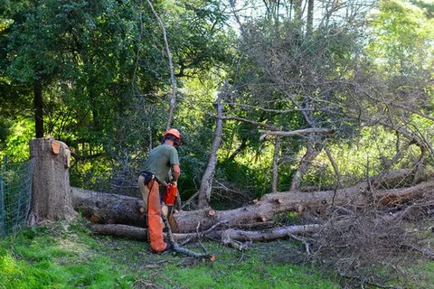 dead tree removal in honolulu