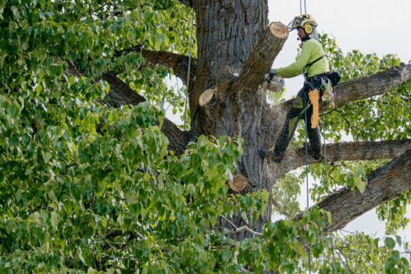 Tree Removal Preston