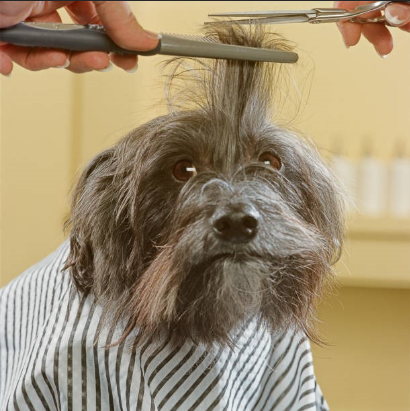 popular dog haircut