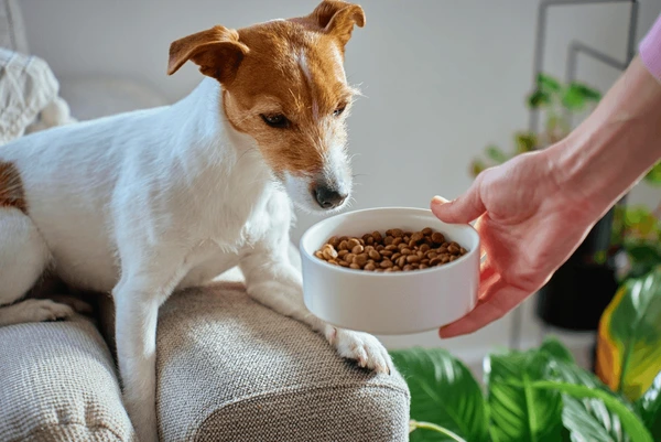 dog food