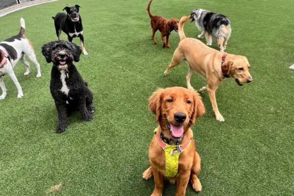 Hoboken dog walking services