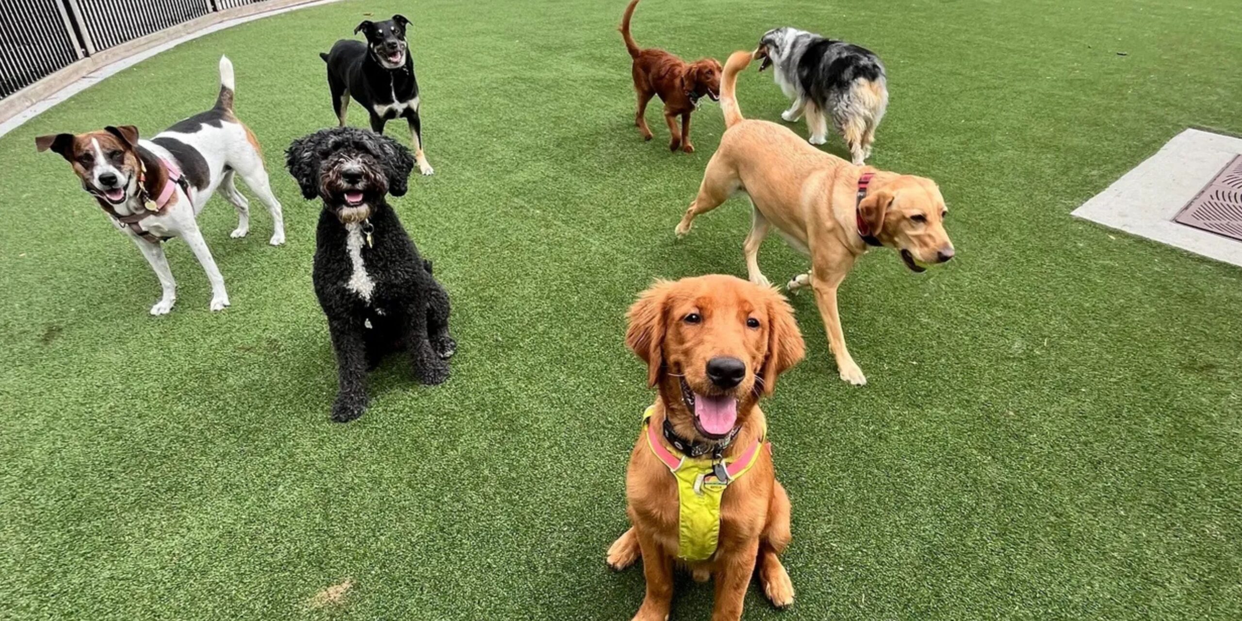 Hoboken dog walking services