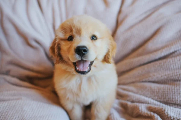 Golden retriever puppies for sale