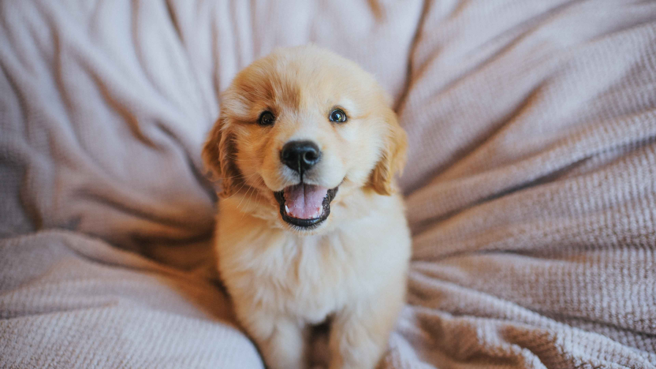 Golden retriever puppies for sale