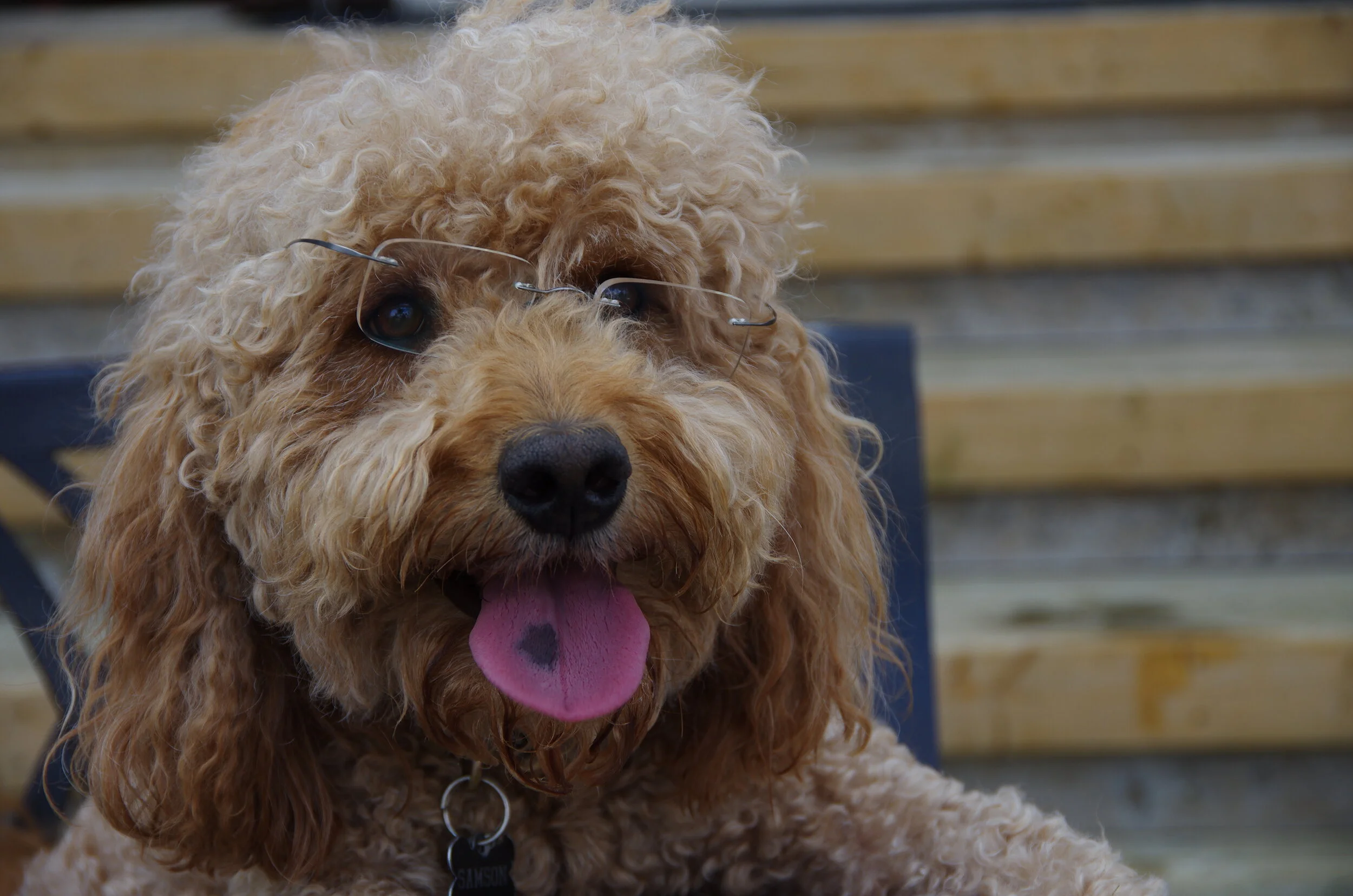 Goldendoodle Breeder Oklahoma