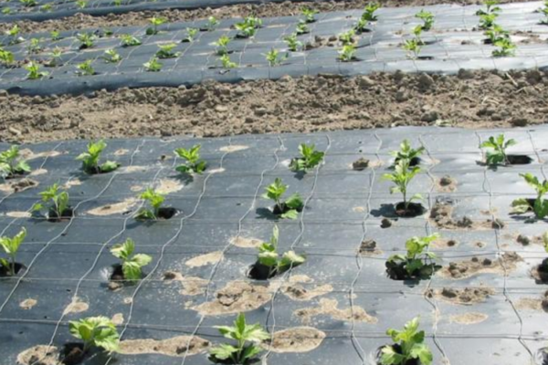 Mulch Film