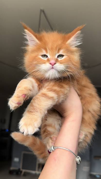 Tabby Maine Coon Kittens: A Complete Guide for Future Owners