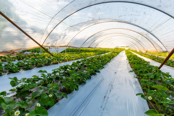 Greenhouse Film