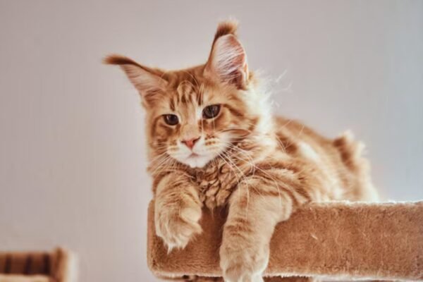 Tabby Maine Coon kitten with fluffy coat and distinctive tabby markings