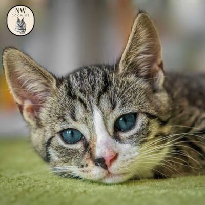 What to Know Before Choosing a Maine Coon Kitten
