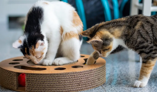 cat food