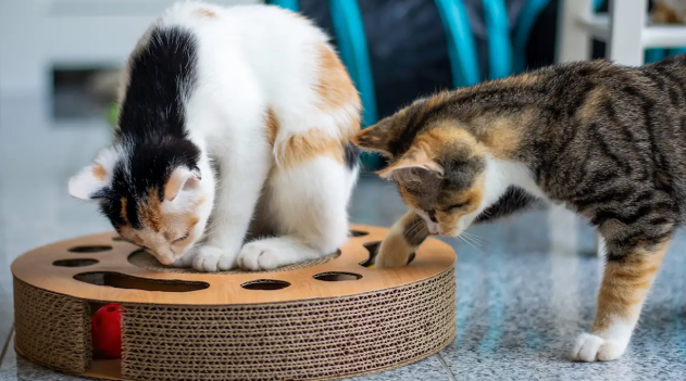 cat food