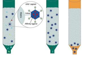 Latex Immunoturbidimetric Assay