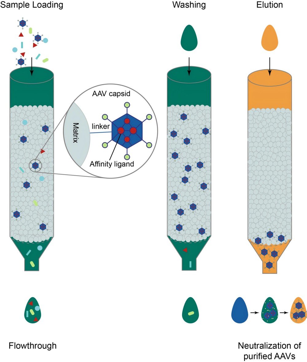 Latex Immunoturbidimetric Assay