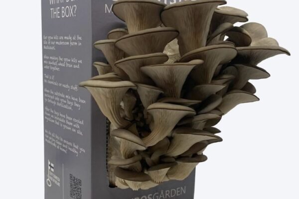Custom Mushroom Boxes
