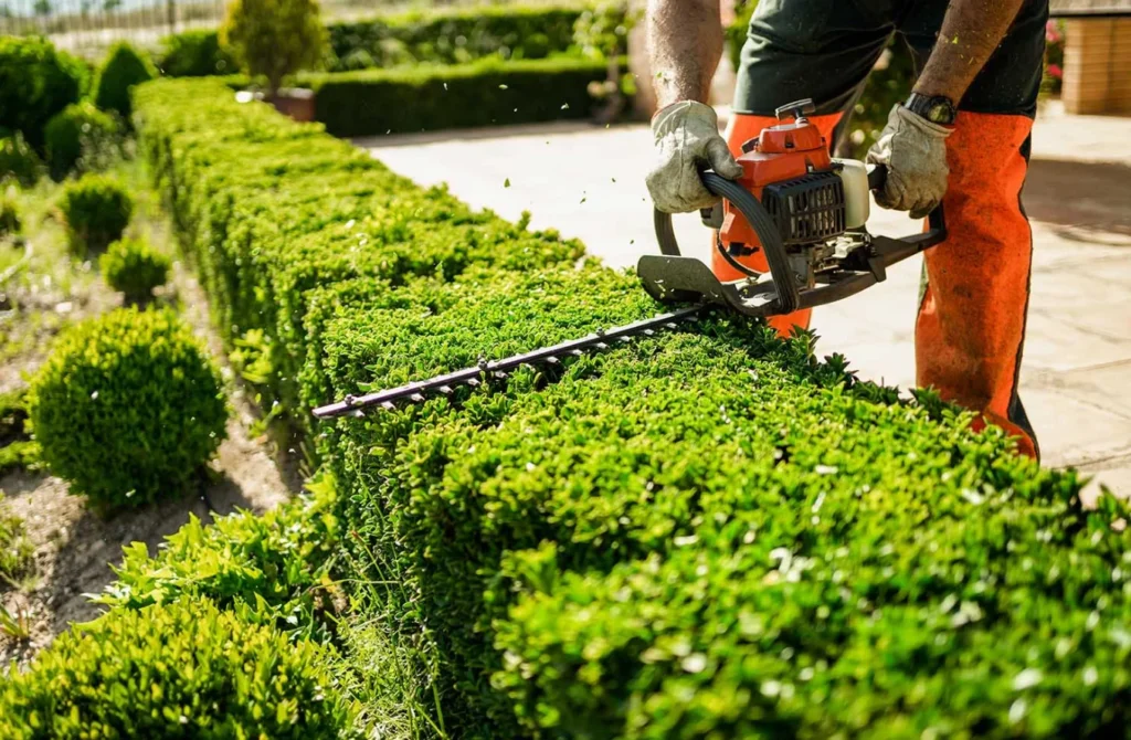 Stump Grinding for Cleaner Outdoor Spaces