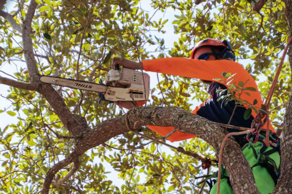 Bruno Ferazza Tree Service | Tree Maintenance in Sacramento, CA