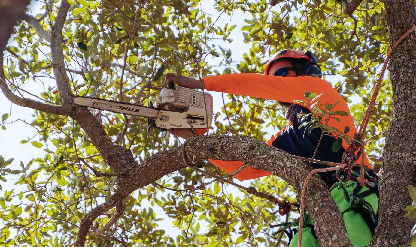 Bruno Ferazza Tree Service | Tree Maintenance in Sacramento, CA