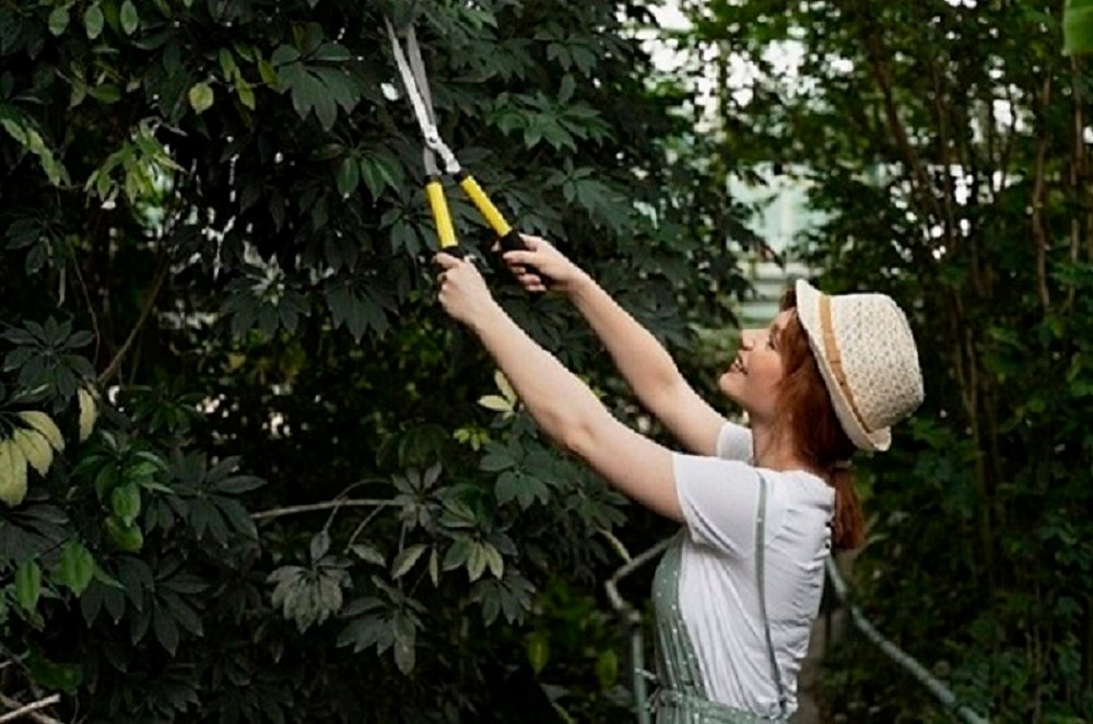 quadsaw tree pruning melbourne