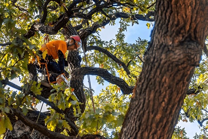 quadsaw tree pruning melbourne